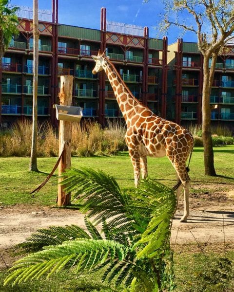 Stay in a Disney resort animal kingdom lodge giraffe
