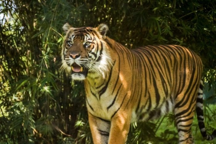 Tiger Cubs Coming to Disney's Animal Kingdom