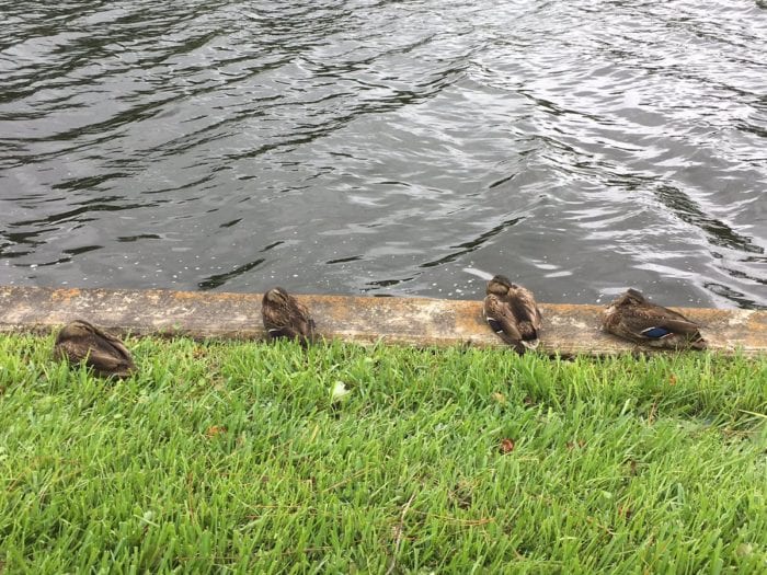 Hurricane Irma Damage at Walt Disney World