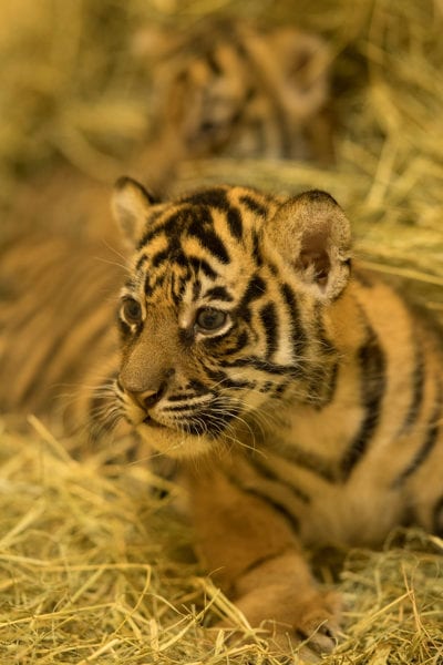 Tiger Cubs Update Disney's Animal Kingdom cub