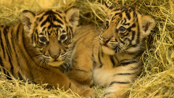 Tiger Cubs Update Disney's Animal Kingdom cubs