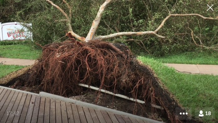 Hurricane Irma Damage at Walt Disney World