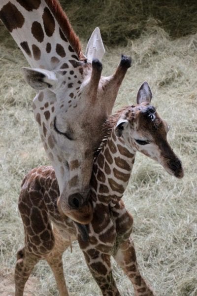 Giraffes Born in Disney's Animal Kingdom