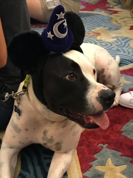 Dogs Walt Disney World Resorts