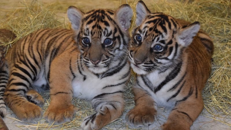 Sumatran Tiger Cubs names Disney's Animal Kingdom