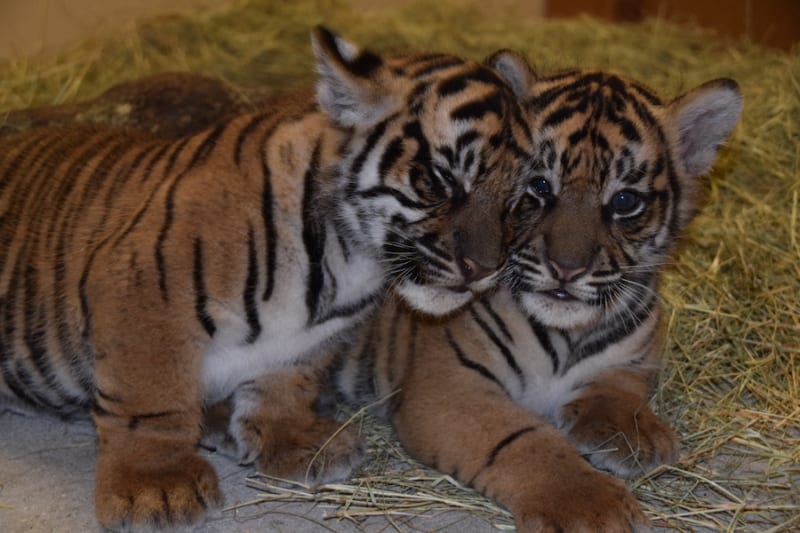 Sumatran Tiger Cubs names Disney's Animal Kingdom
