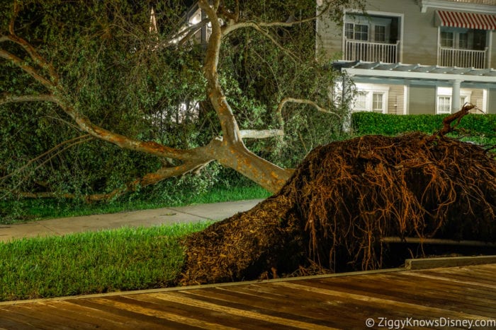 Hurricane Irma in Walt Disney World upside down tree yacht club