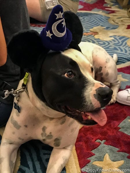 Hurricane Irma in Walt Disney World beach club Dog Show dog with Mickey ears