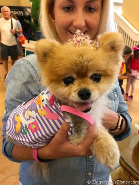 Hurricane Irma in Walt Disney World beach club Dog Show Pomeranian