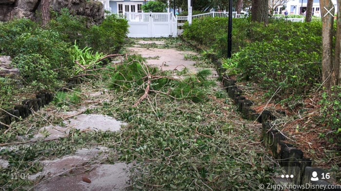 Hurricane Irma in Walt Disney World beach club branches down