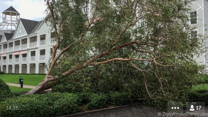 Hurricane Irma in Walt Disney World trees down 13