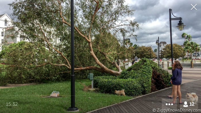 Hurricane Irma in Walt Disney World trees down 12