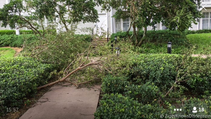 Hurricane Irma in Walt Disney World trees down 11