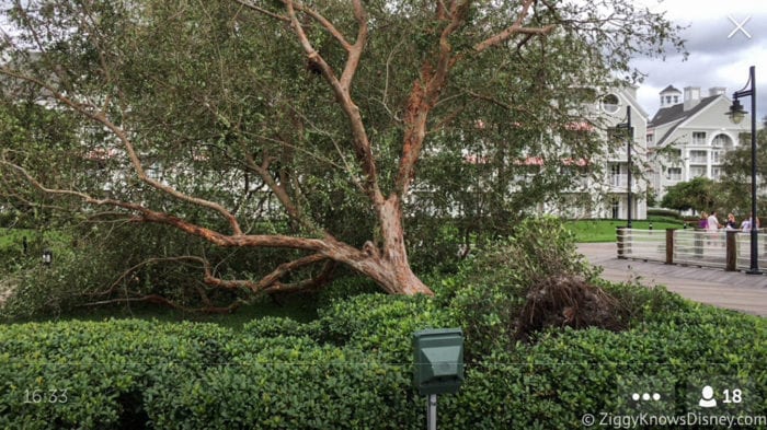 Hurricane Irma in Walt Disney World trees down 10