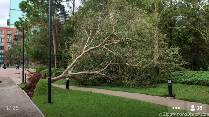 Hurricane Irma in Walt Disney World trees down 9