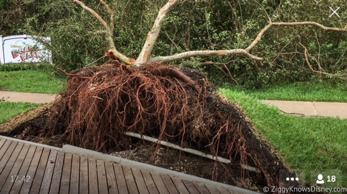 Hurricane Irma in Walt Disney World trees down 8