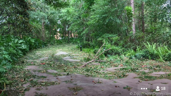 Hurricane Irma in Walt Disney World trees down 7