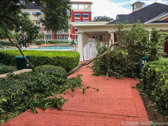 Hurricane Irma in Walt Disney World trees down 6