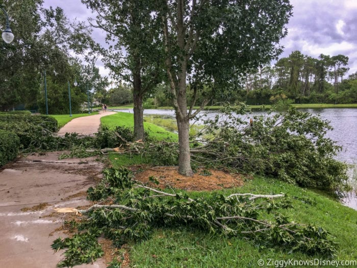 Hurricane Irma in Walt Disney World trees down 5