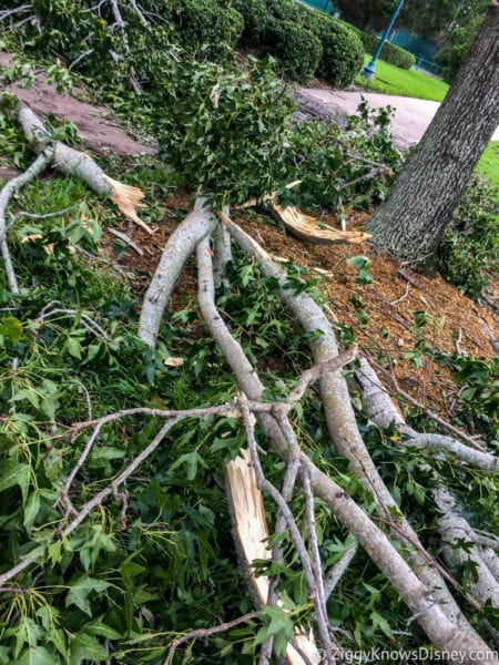 Hurricane Irma in Walt Disney World trees down 4