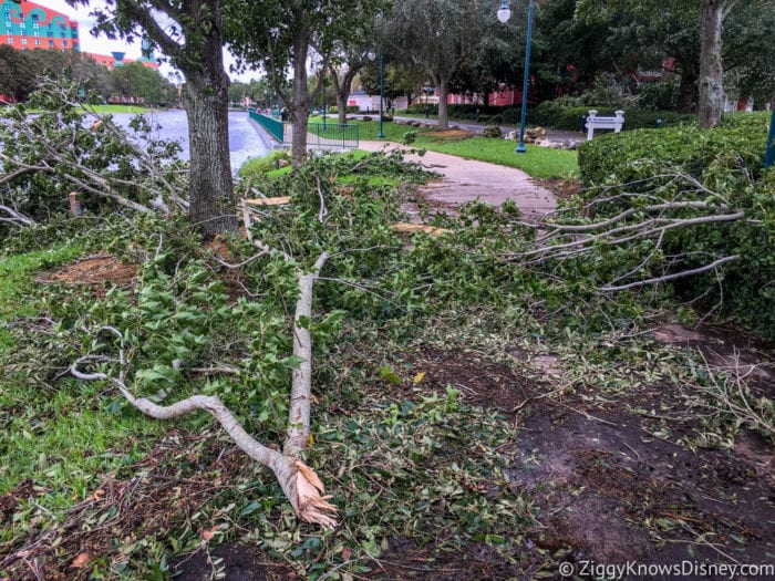 Hurricane Irma in Walt Disney World trees down 3