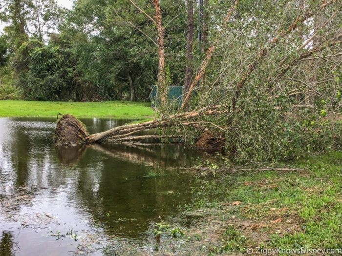Hurricane Irma in Walt Disney World tree down 2