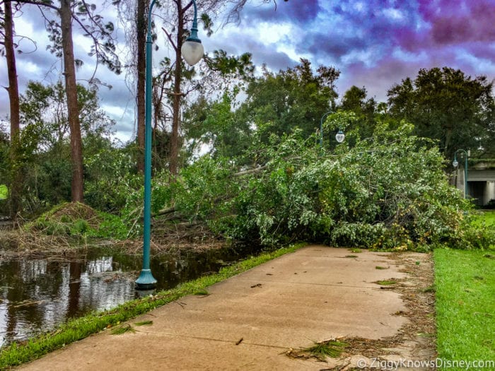 Hurricane Irma in Walt Disney World tree down going to Hollywood Studios