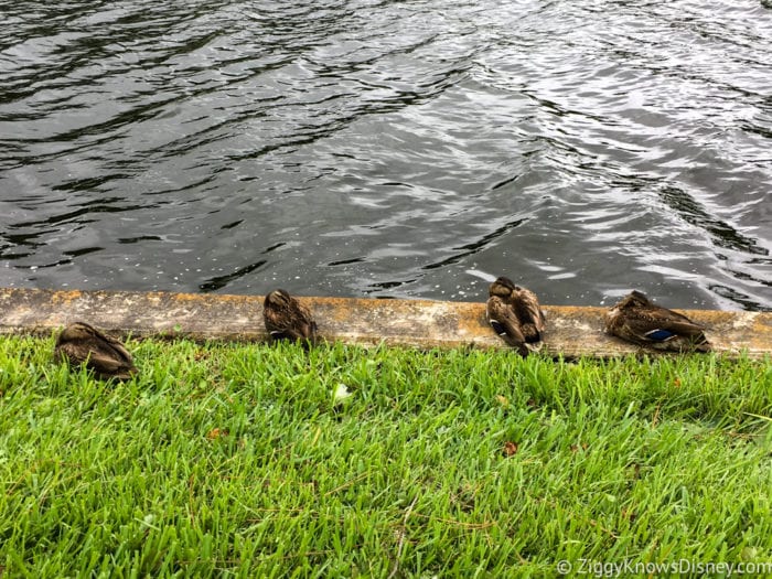 Hurricane Irma in Walt Disney World disney ducks after hurricane irma 2