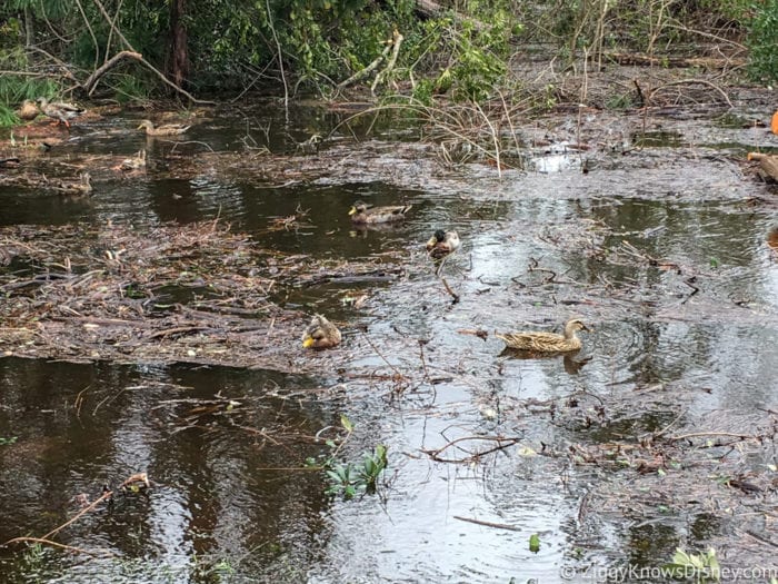 Hurricane Irma in Walt Disney World disney ducks after hurricane irma