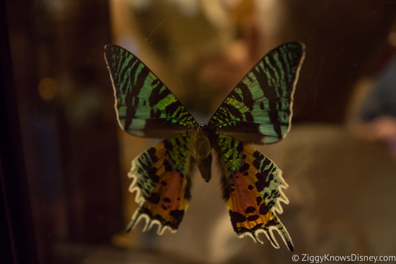 Skipper Canteen Review butterfly 1