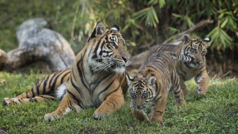 Tiger Cubs on Display Disney's Animal Kingdom