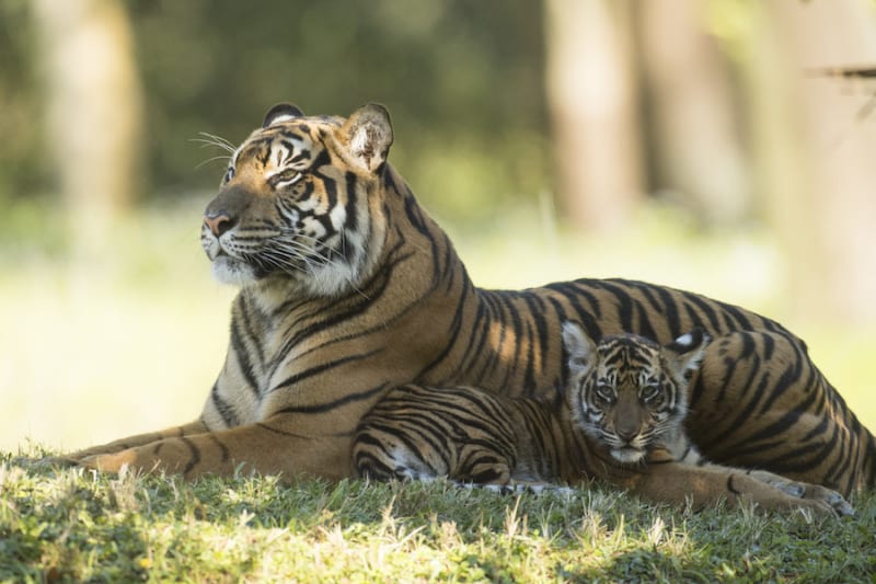 Tiger Cubs on Display Disney's Animal Kingdom