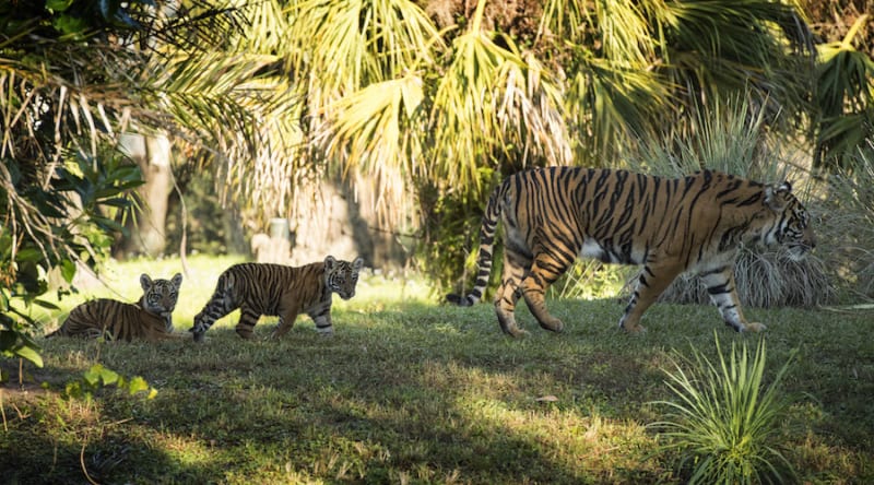 Tiger Cubs on Display Disney's Animal Kingdom