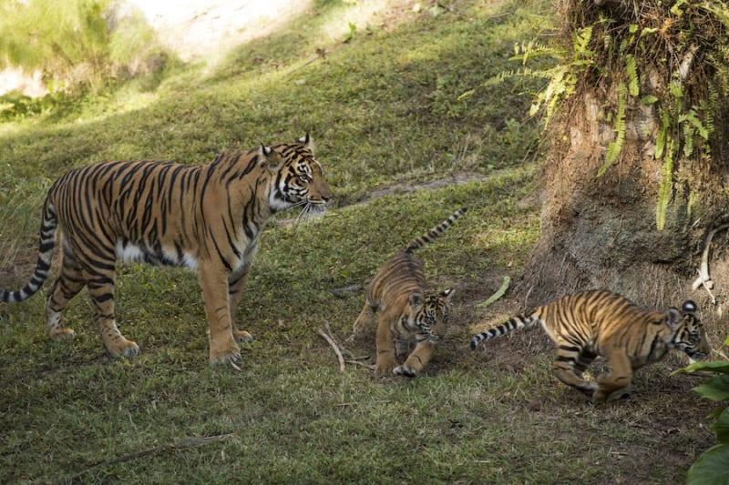 Tiger Cubs on Display Disney's Animal Kingdom