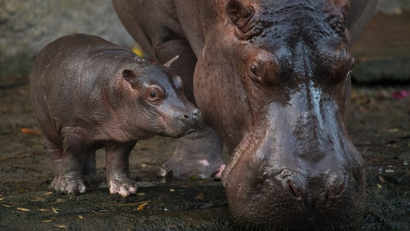 Baby Hippo Disney's Animal Kingdom video