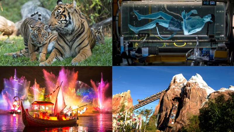 Disney's animal kingdom anniversary live streaming