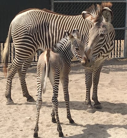 Two Baby Zebras Born in Disney's Animal Kingdom