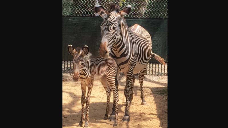 Two Baby Zebras Born in Disney's Animal Kingdom