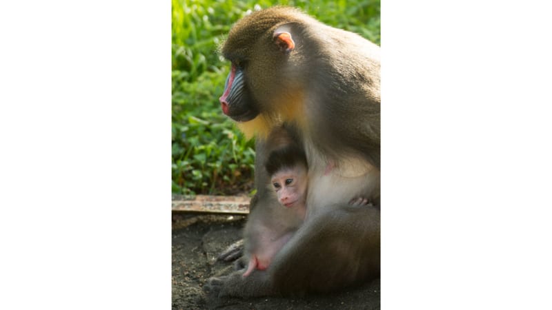 baby mandrill born Disney's animal kingdom