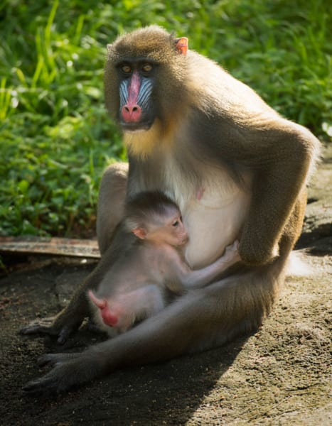 baby mandrill born Disney's animal kingdom