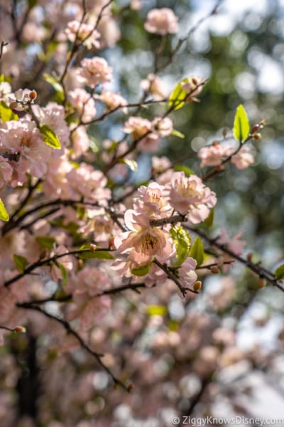 The Almond Orchard Review 2018 Epcot Food and Wine Festival 